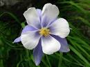 Colorado US State Flower Pictures: Rocky Mountain COLUMBINE