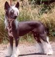 Chinese Crested Hairless and Powder Puff Information and Pictures