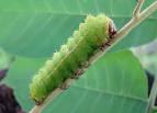 Larva