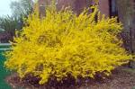Forcing <b>Forsythia</b> Branches