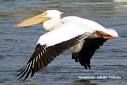 Florida Birds, Holiday homes Orlando, Florida Destinations, Travel ...
