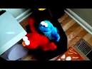 elmo sex tape