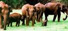 Idukki Wildlife Sanctuary