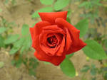 File:Red rose 00090.JPG - Wikimedia Commons