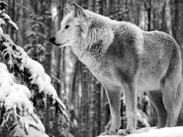 Download Hintergrund Tiere, Wolf, Winter, Schnee Freie desktop ... - 313134_zhivotnye_-volk_-zima_-sneg_-derevya_1600x1200_(www.GdeFon.ru)
