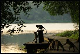 previous \u0026middot; next ». zoom. zoom out. MacRitchie Reservoir. (MacRitchie Reservoir, Singapore, Singapore) - Singapore_Singapore_MacRitchie_Monkeys