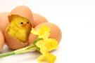 2012 San Francisco Bay EASTER Egg Hunts & Bunny Opps | Savvy Cities
