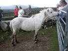 NO5598 : A pony undergoing rehab at Belwade Farm - via Daymix
