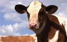 Cows genetically modified to produce healthier milk - Telegraph