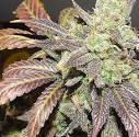 Marijuana Strain Library - Blue Cheese Marijuana Strain