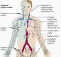 <b>thoracic duct</b>, regional lymph