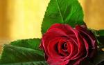 Spring Flowers Wallpaper | cool wallpaper, download, desktop ...