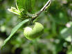 Camellia sinensis - Wikipedia, the free encyclopedia
