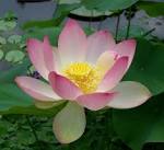 File:Sacred lotus Nelumbo nucifera.jpg - Wikipedia, the free ...