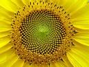 Fibonacci Sequence