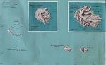 NationMaster - Statistics on French Southern and Antarctic Lands ...
