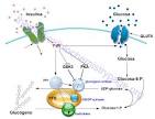<b>insulina</b>-<b>receptor de</b> la
