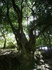 near to Harman's Cross, Dorset, Great Britain - via Daymix