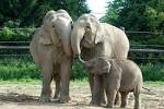 Research Supported by Columbus Zoo Reveals Growth of Illegal Ivory ...