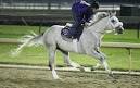 Making Sense of the Breeders' Cup Is a Workout - NYTimes.