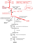 <b>Lactic acid</b> bacteria in