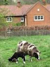 Jacob sheep are white sheep with black spots and can have up to six horns; - via Daymix