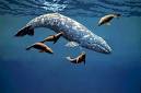 Alan B. Nichols: Gray Whales / Physiology