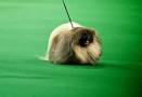 2012 Westminster Dog Show: Malachy the Pekingese is Best in Show ...