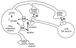 Colloquium Paper: {Delta}FosB: A sustained molecular switch for ...