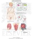 Sexually Transmitted Infections: Human Immunodeficiency Virus (HIV ...