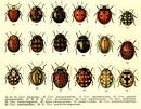 Ladybug Classification / Species / Types