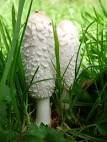 Shaggy Ink Cap Mushroom” « Mary McAndrew