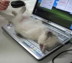 keyboard kitty