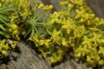 Galium verum - via Daymix