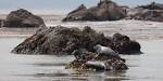 File:Seals in Estero Bay (California).jpg - Wikipedia, the free ...