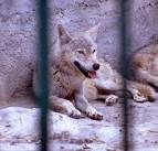 TrekNature | Iranian Wolf in Captivity Photo