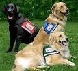 Service Animals for Disability Mobility