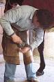 Farrier - Wikipedia, the free encyclopedia