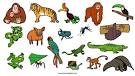 Science With Me! Learn about Rainforest Animals 