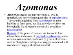Image result for Azomonas