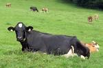black austrian cow laying on - via Daymix