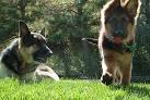 References - German Shepherd Breeder - German Shepherds for sale