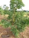 <b>Azadirachta</b> indica