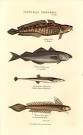 Antique print: picture of Burbot, Coal-Fish, Fifteen Spined ...
