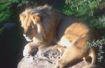 Paris's Blog: THE LION