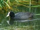 The old canal is living a second life as a nature reserve. - via Daymix