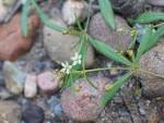 Family: <b>Molluginaceae</b>