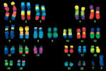 "<b>Chromosome</b> Painting"