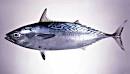 Euthynnus affinis. atualo, kavalau. wavy-back skipjack - fishes of ...