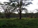 6 million years of savanna